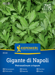 Pietruszka Gigante D Italia - Kiepenkerl