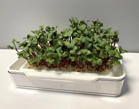 Zestaw do uprawy mikrolistków MicroGreen + 4 wkłady