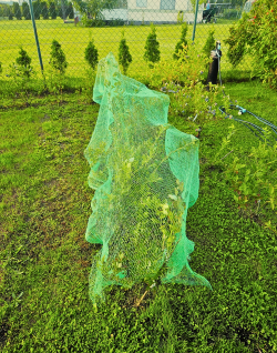 Domyślna nazwa