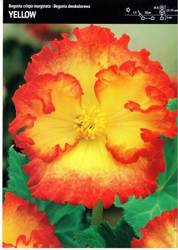 Begonia Dwukolorowa Yellow 3 szt.