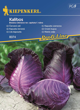 Kapusta czerwona Kalibos Brassica oleracea var. capitata f. rubra
