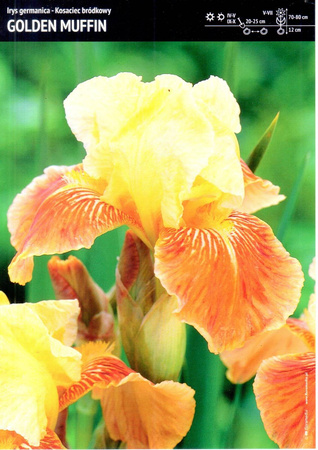 Irys Germanica - Kosiaciec Bródkowy ‘Golden Muffin’ - 1 szt.