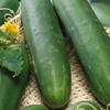 Ogórek sałatkowy Tanja Cucumis sativus
