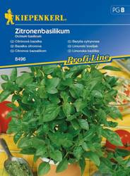 Bazylia cytrynowa Ocimum basilicum