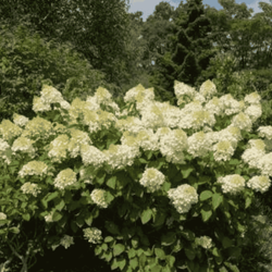 Hortensja bukietowa 'Silver Dollar' – Sadzonka 30-40 cm