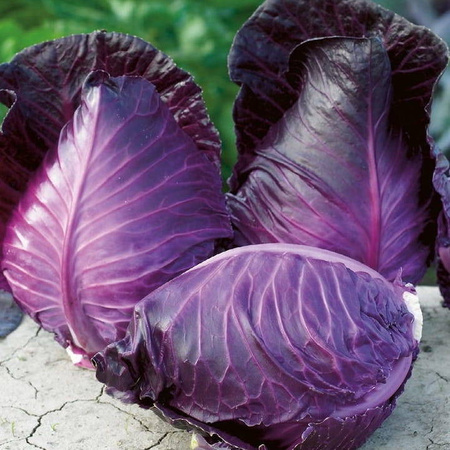 Kapusta czerwona Kalibos Brassica oleracea var. capitata f. rubra