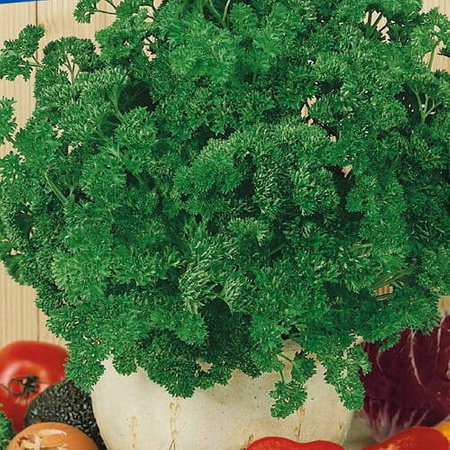 Pietruszka Afrodite Kiepenkerl