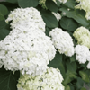 Hortensja Drzewiasta 'Annabelle' – Sadzonka 30 cm