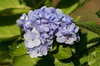 Hortensja Ogrodowa 'Bodensee' – Sadzonka 20 cm