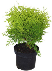 Tuja / Żywotnik Zachodni 'Danica' – Sadzonka 30 cm