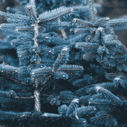 Świerk srebrny kłujący 'Misty Blue' - Sadzonka 30 cm
