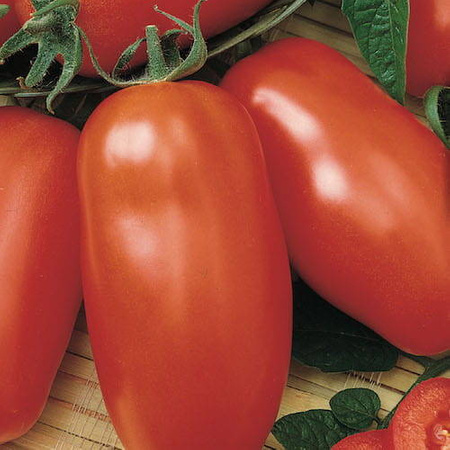 Pomidor Sałatkowy Pozzano – Kiepenkerl