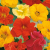 Nasturcja Tip Top Mix Tropaeolum minus