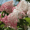 Hortensja bukietowa 'Pinky Winky' - Sadzonka 30 cm