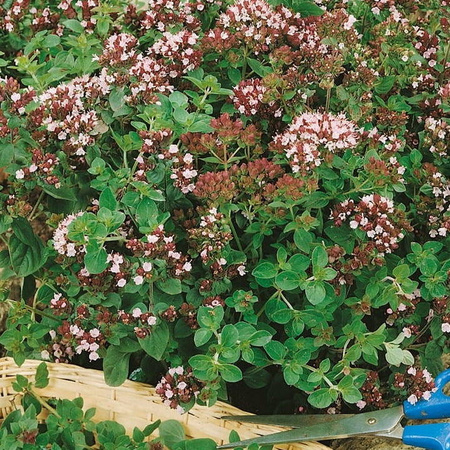Oregano (lebiodka pospolita) mehrjährig Origanum vulgare