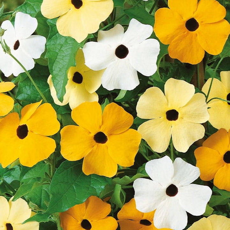 Tunbergia oskrzydlona Mix Thunbergia alata