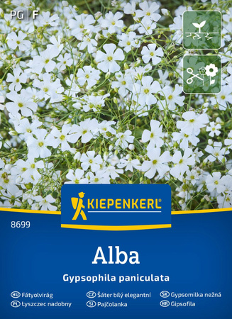 Gipsówka biała