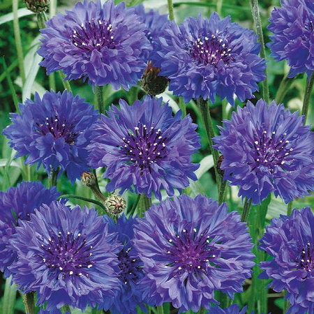 Chaber bławatek Blauer Junge Centaurea cyanus