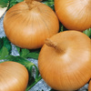 Cebula Stuttgarter Riesen Allium cepa