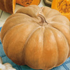 Dynia olbrzymia Muscade de Provence Cucurbita moschata