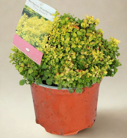 Berberys Thumberga Tiny Gold – Botana