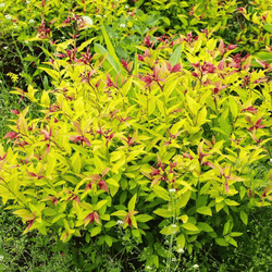 Tawuła Japońska 'Golden Princess' – Sadzonka 15-25 cm