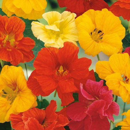 Nasturcja Tip Top Mix Tropaeolum minus