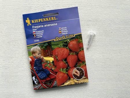 Truskawka Elan - Kiepenkerl