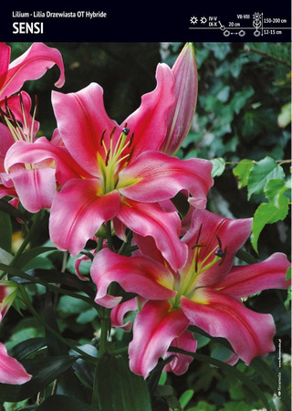 Lilium -Lilia Drzewiasta Sensi - 1 szt