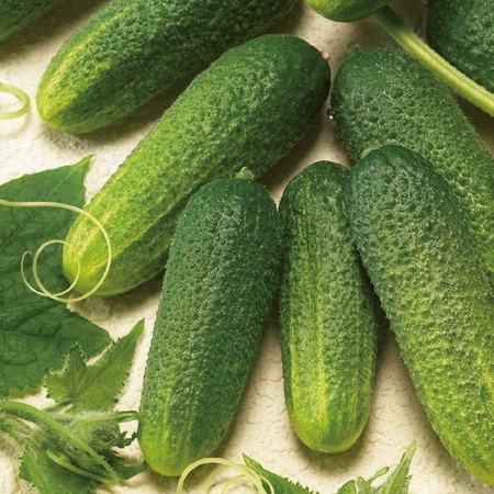 Ogórek konserwowy Excelsior F1 Cucumis sativus