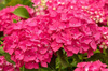 Hortensja Ogrodowa 'Leuchtfeuer' – Sadzonka 20 cm
