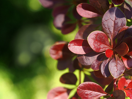 Berberys Thunberga 'Bagatelle' – Sadzonka 15 cm