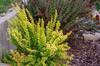 Berberys Thunberga 'Maria' PBR – Sadzonka 30 cm