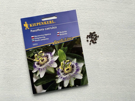 Passiflora / Męczennica - Kiepenkerl