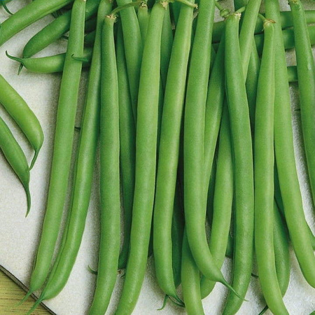 Fasola zwykła Faraday Phaseolus vulgaris var. nanus