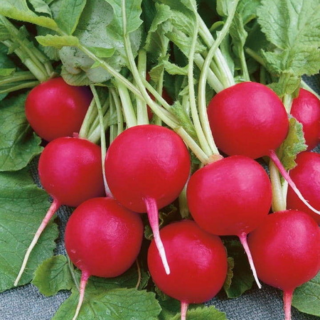 Rzodkiewka Lucia F1 Raphanus sativus var. sativus