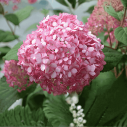 Hortensja bukietowa 'Pink Diamond' - Sadzonka 40 cm