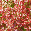 Berberys Thunberga 'Coronita' – Sadzonka 30 cm
