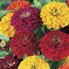 Cynia Espana Mix – Kiepenkerl