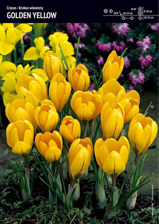 Krokus wielokwiatowy - Golden Yellow - 15 szt. - rozmiar 8 -9