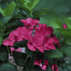 Hortensja bukietowa 'Wim's Red' - Sadzonka 30 cm