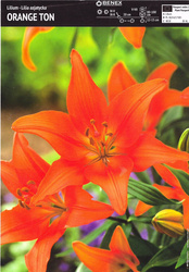 Lilia Azjatycka Orange Ton 1 szt.
