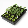 Taca Transportowa do rozsad 56 cm x 31,5 cm Zoigarden