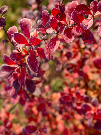 Berberys Thunberga 'Red Compact' – Sadzonka 30 cm