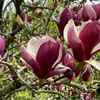 Domyślna nazwa