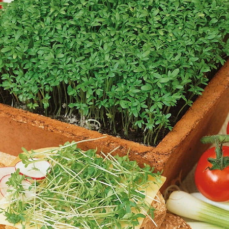 Rzeżucha ogrodowa Krause Kresse Lepidium sativum