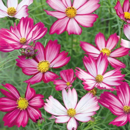 Kosmos podwójnie pierzasty Purple Red White Cosmos bipinnatus