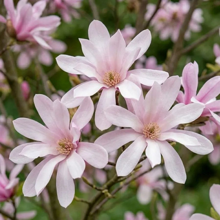 Magnolia Loebnera Leonard Messel (Magnolia Loebneri Leonard Messel)