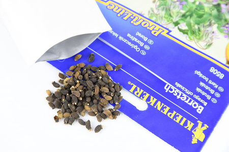 Ogórecznik lekarski jednoroczny Borago officinalis