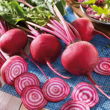 Burak ćwikłowy Chioggia Beta vulgaris var. vulgaris